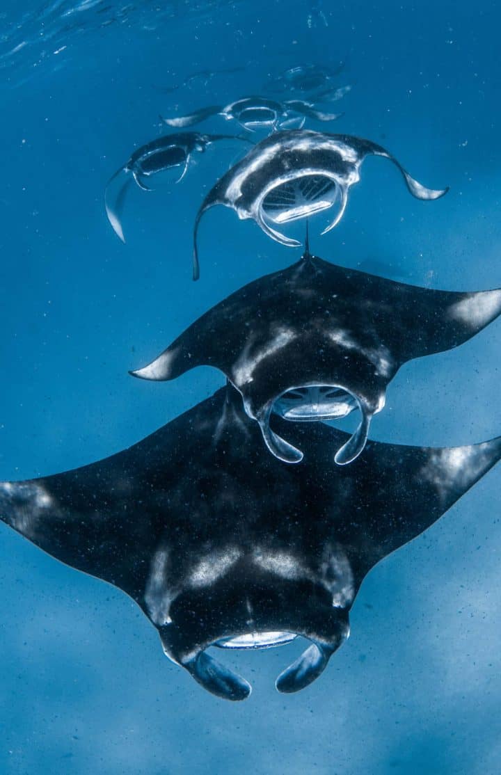 Manta-On-Call
