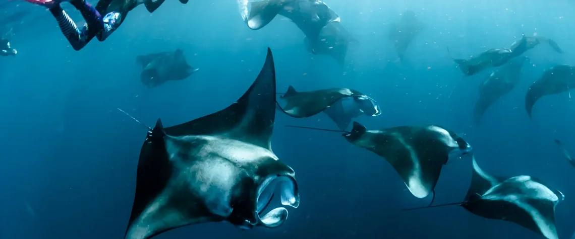 Swimming with Manta Rays