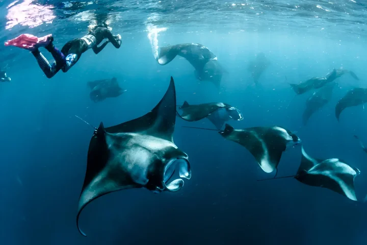Swimming with Manta Rays