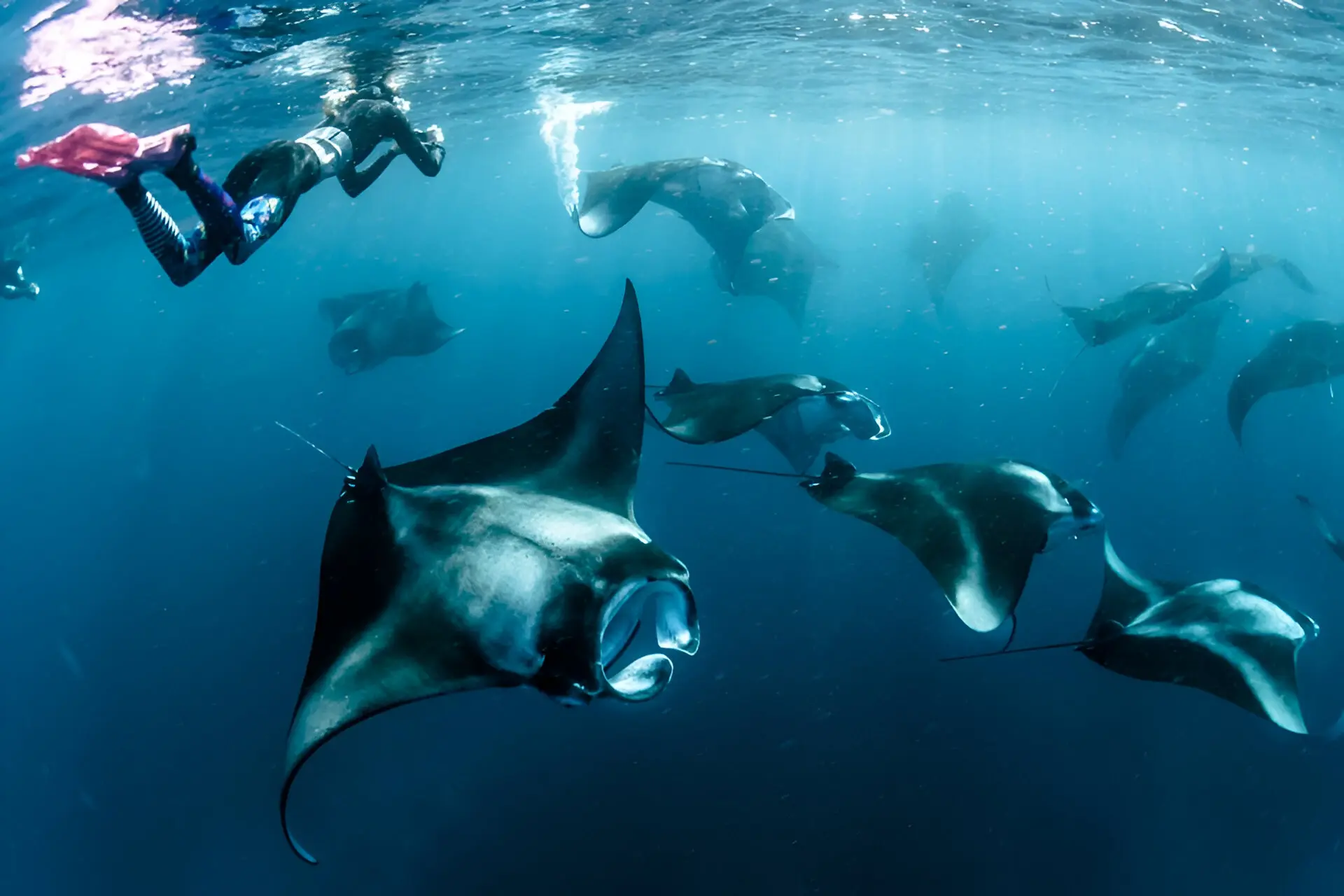 Swimming with Manta Rays