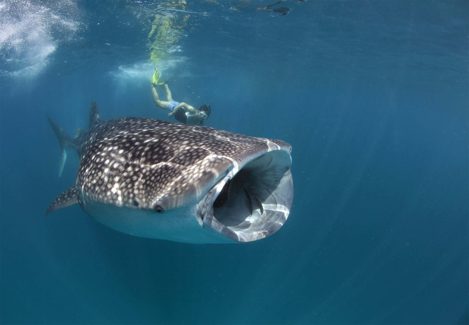 Swim With Gentle Giants