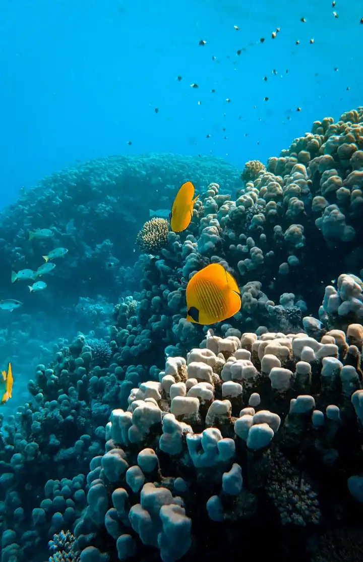 Snorkeling Trips