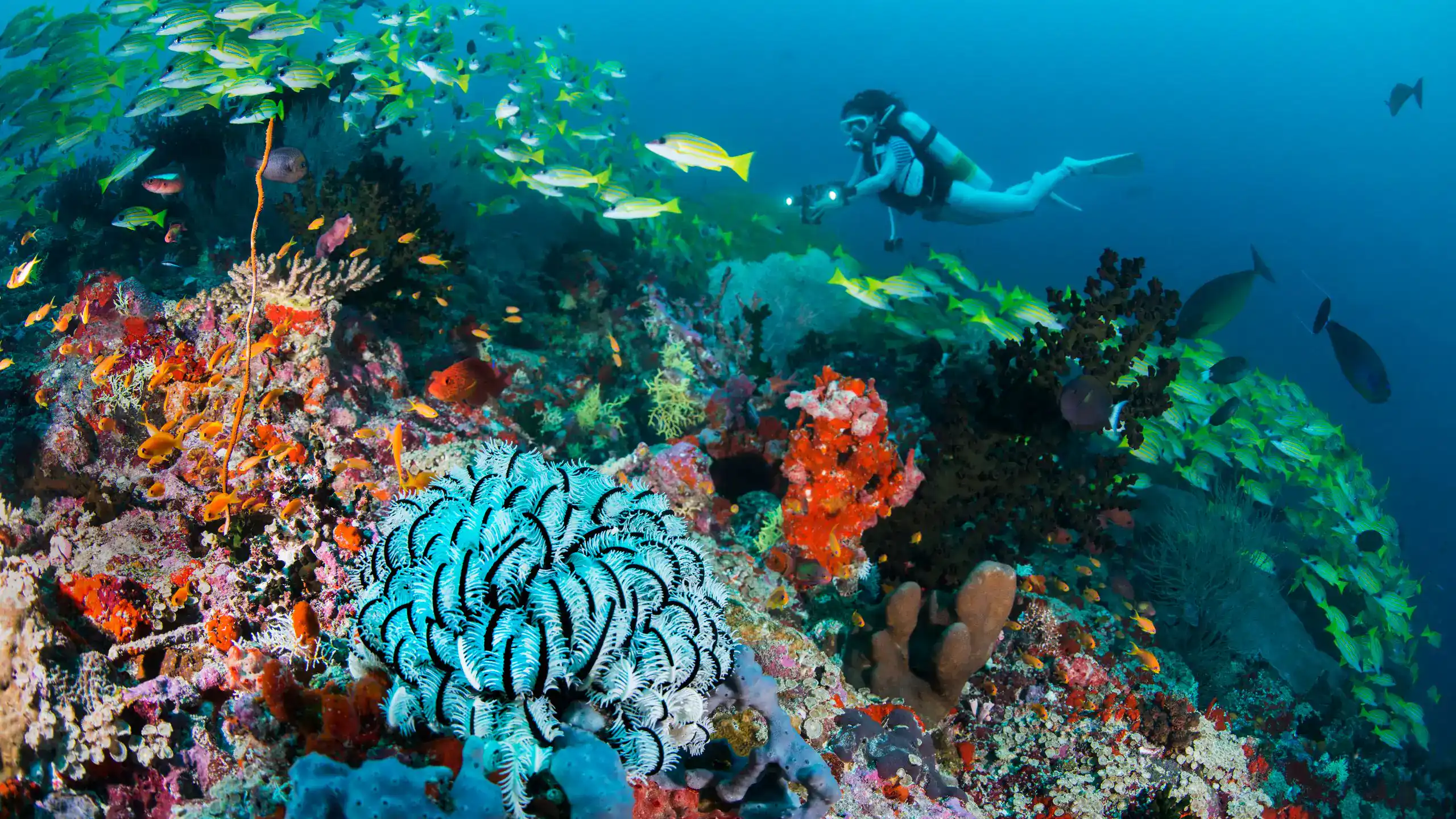 Diving Site