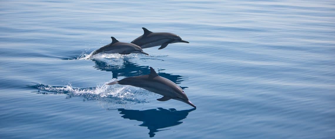Wildlife