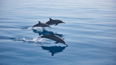 Wildlife