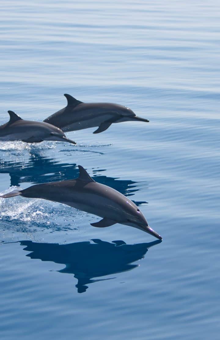 Wildlife