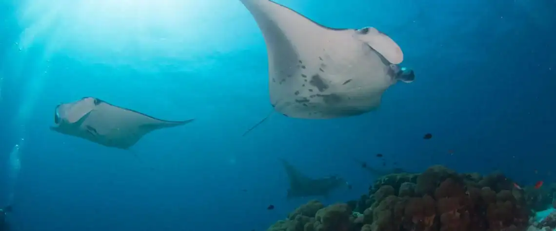 Life under water!