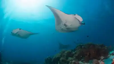 Life under water!