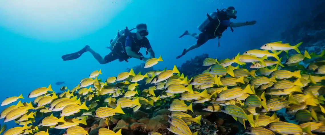 Dive in the Maldives
