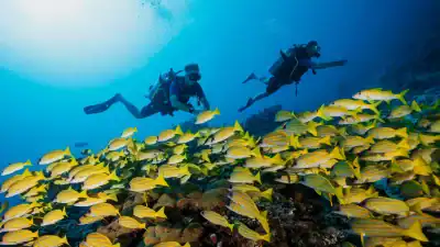 Dive in the Maldives