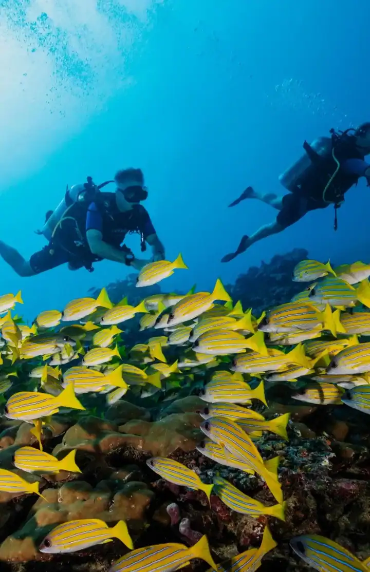 Dive in the Maldives
