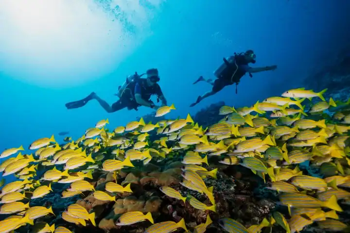 Dive in the Maldives