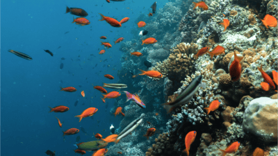 Diving