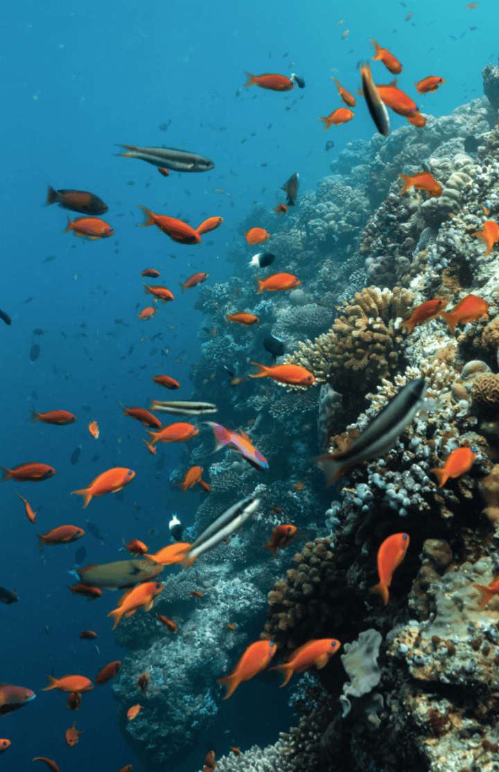 Diving