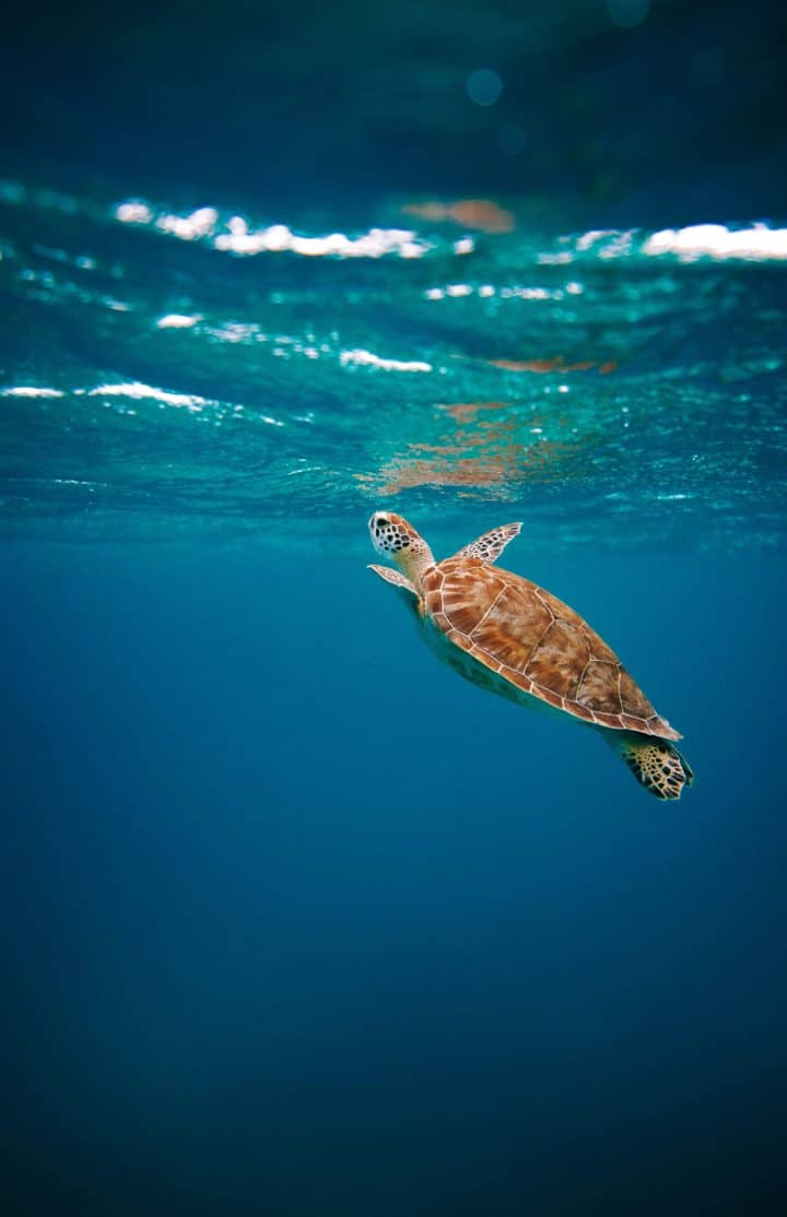 Turtle Excursion