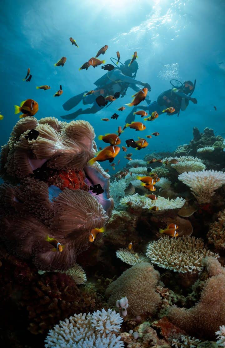 Scuba Diving in the Maldives