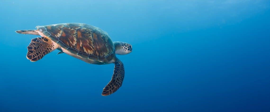 Turtle Safari