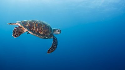 Turtle Safari