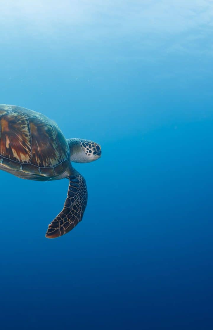 Turtle Safari