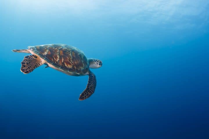Turtle Safari