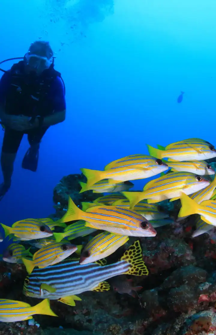 Scuba Diving