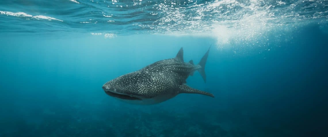 Diving