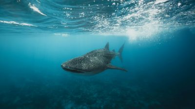 Diving