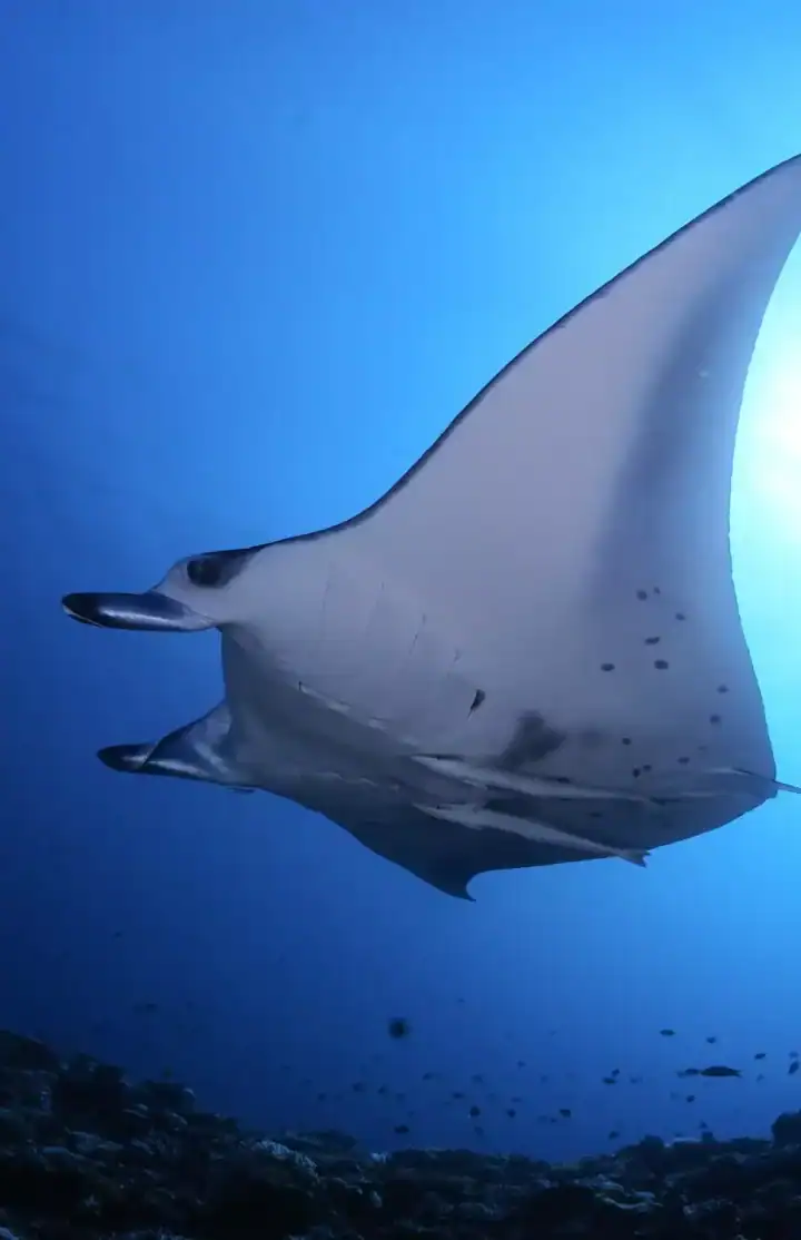 Scuba diving