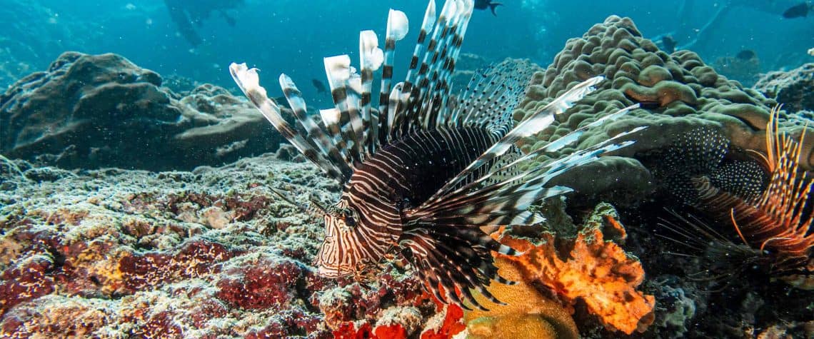 Diving