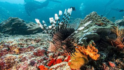 Diving