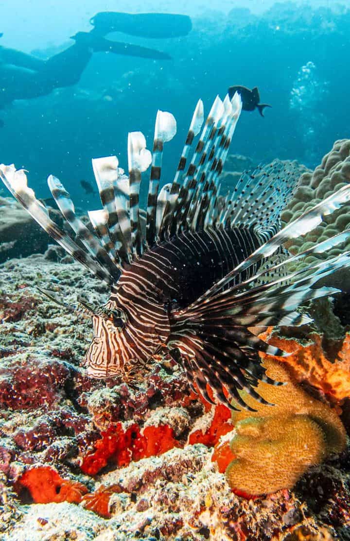 Diving