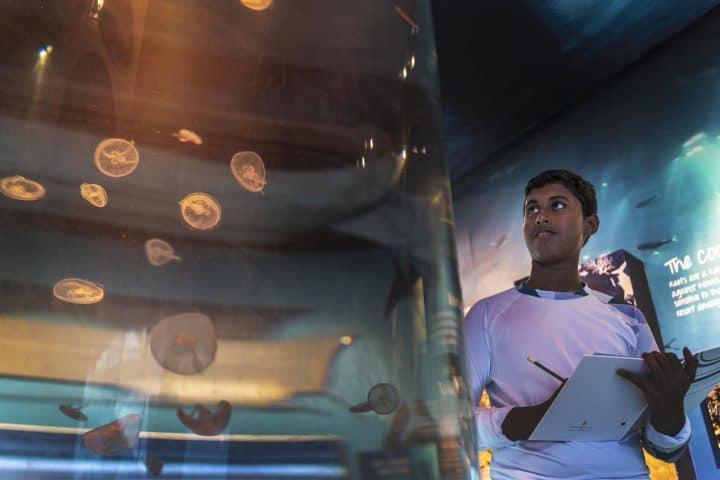 Four Seasons Maldives at Landaa Giraavaru - Become a Trainee Marine Biologist