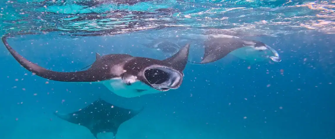 Manta Rays