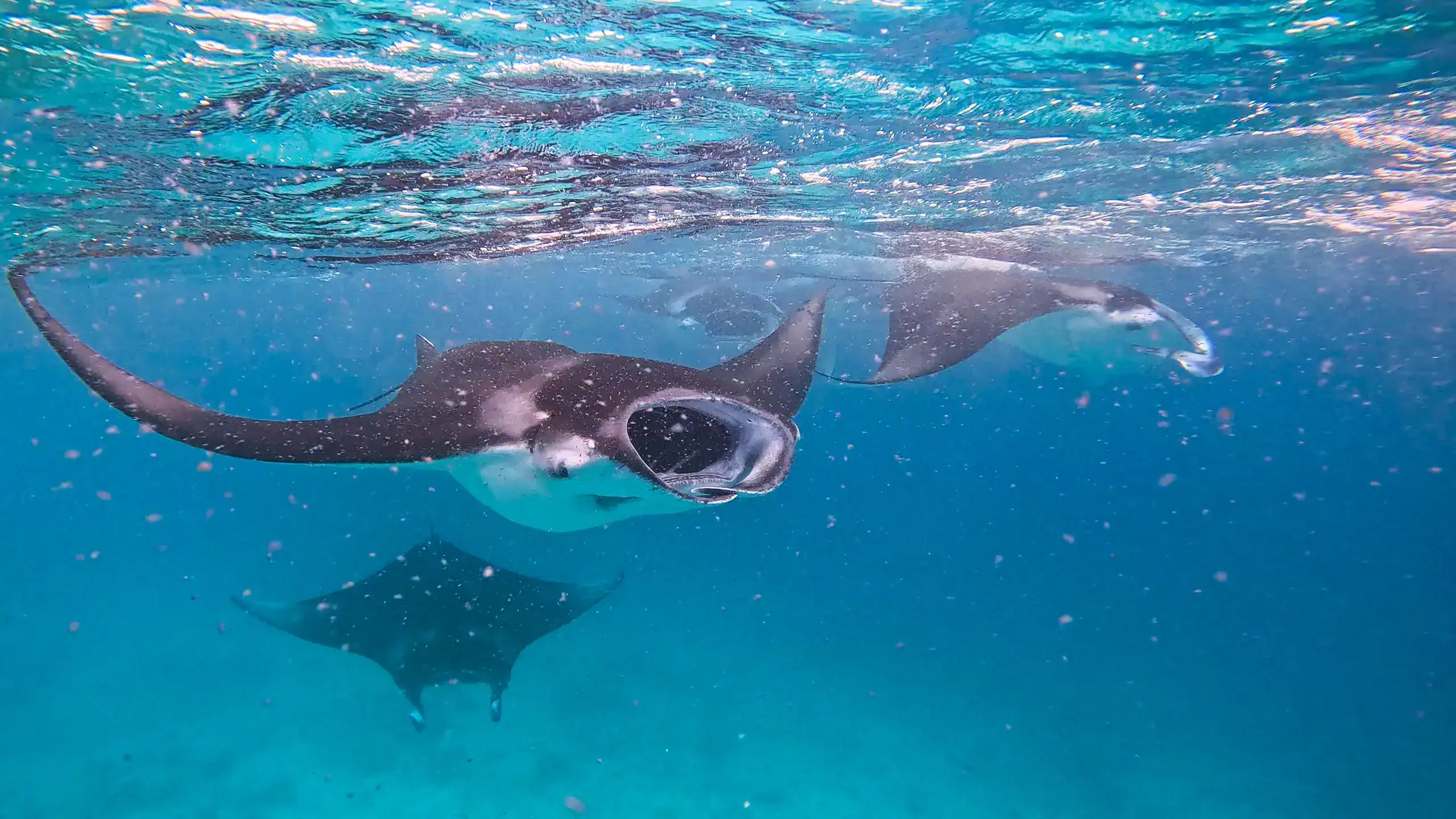 Manta Rays