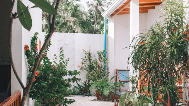 Frangipani Fulhadhoo