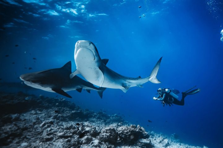 Diving with Tiger Sharks