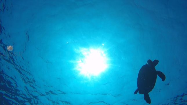 Acqua Blu Rasdhoo-Activity