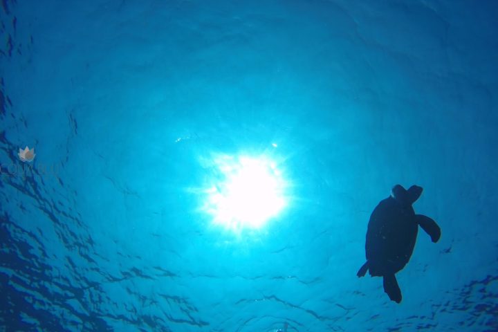 Acqua Blu Rasdhoo-Activity