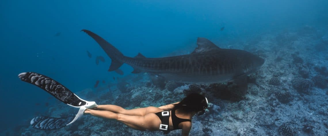 Tiger Shark Getaway