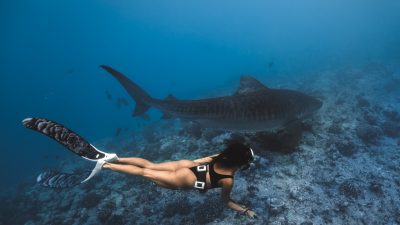 Tiger Shark Getaway