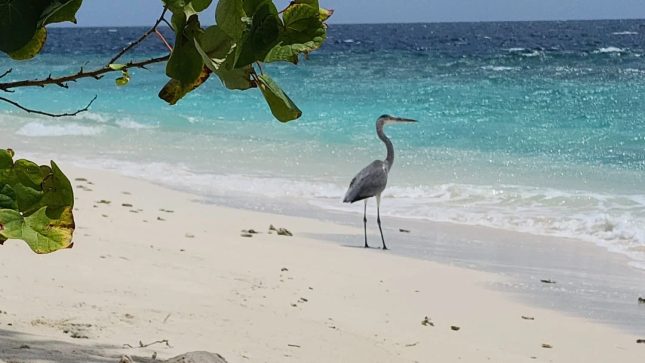 Discover More Maldives