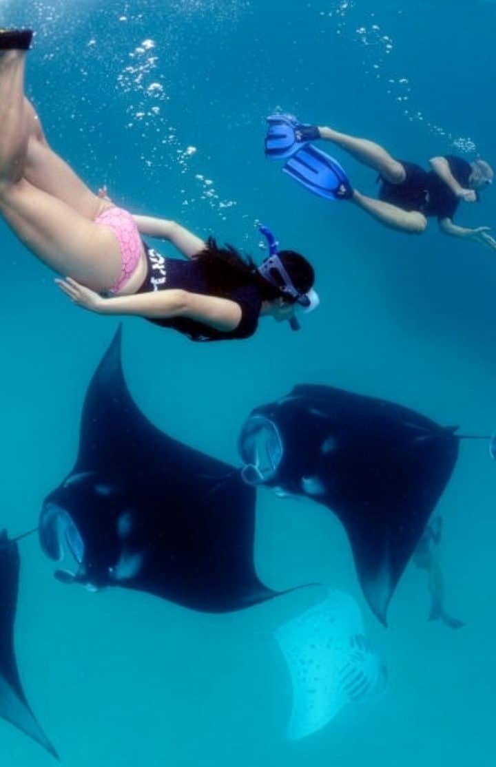 Manta Snorkeling