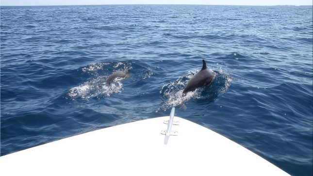 Sunset Dolphin Trip