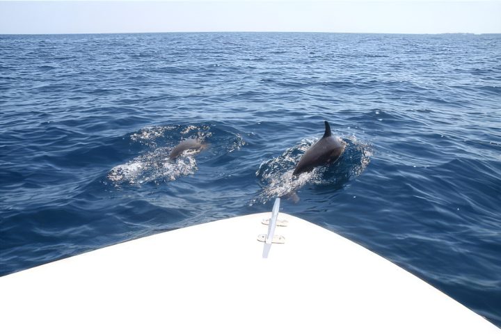 Sunset Dolphin Trip