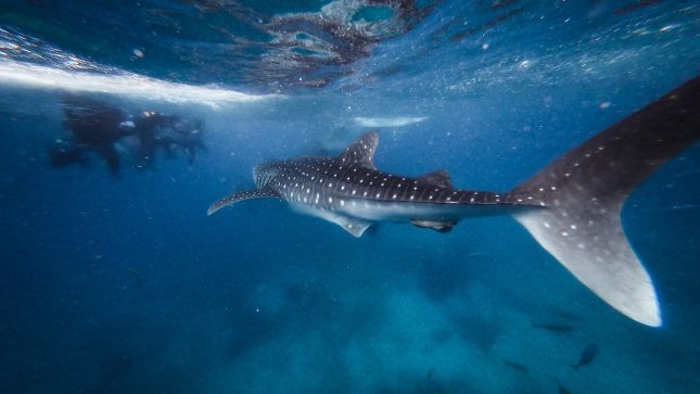 Whaleshark Expedition