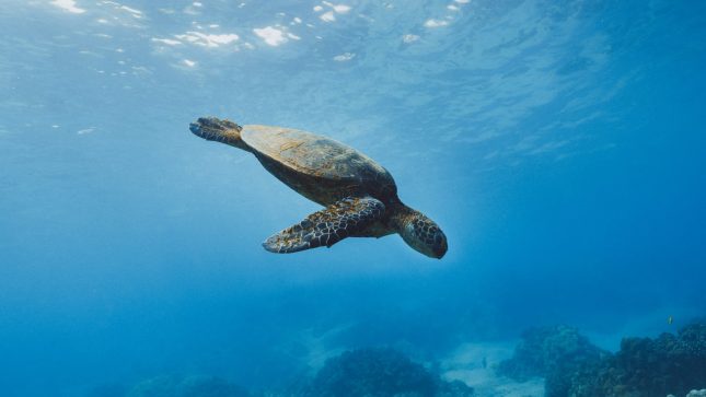 Snorkelling with Turtles