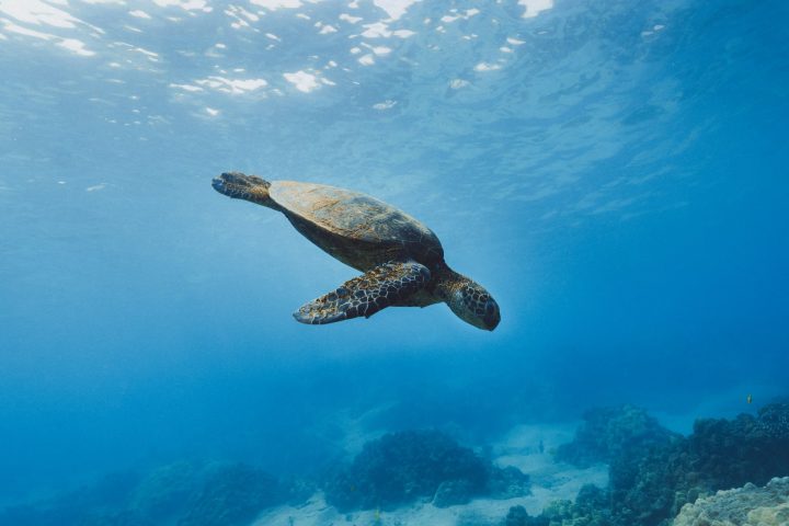 Snorkelling with Turtles