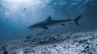 Gnaviyani Atoll - Tiger Shark
