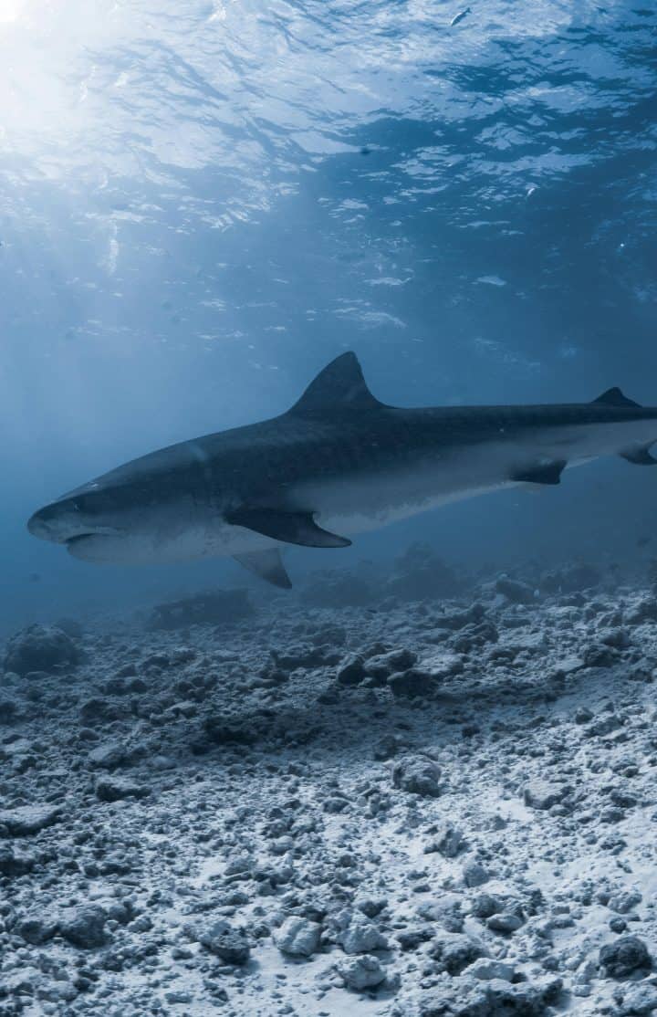 Gnaviyani Atoll - Tiger Shark