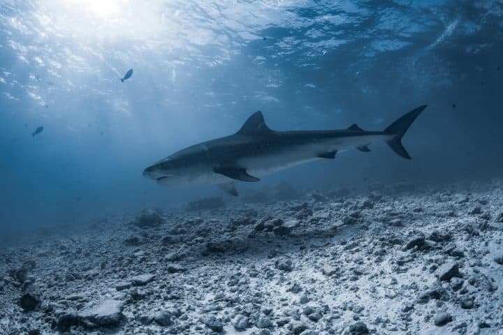 Gnaviyani Atoll - Tiger Shark
